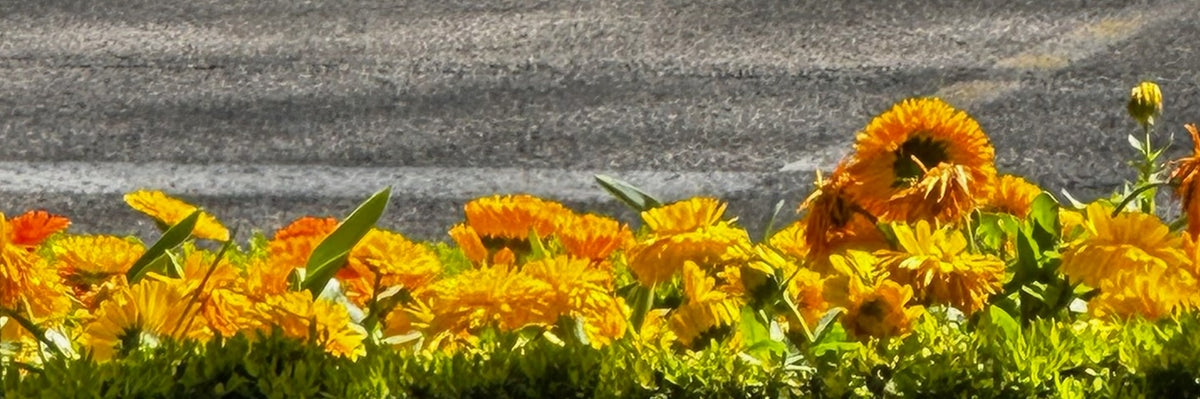 welcome spring