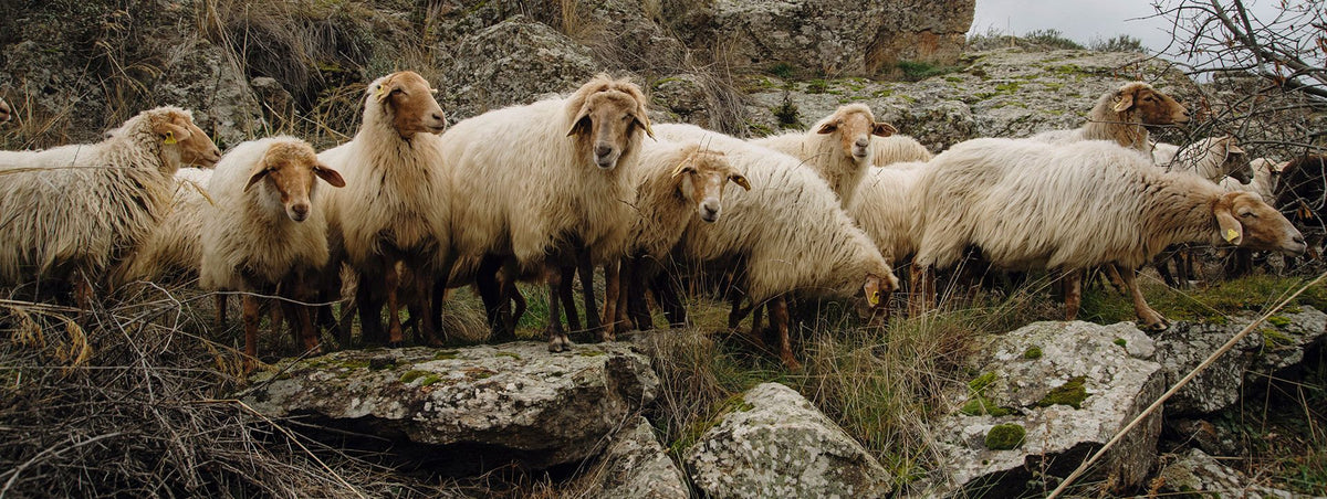 inland (campo adentro)