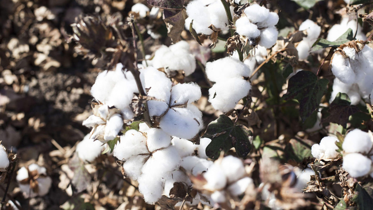 making babaà: cotton harvest
