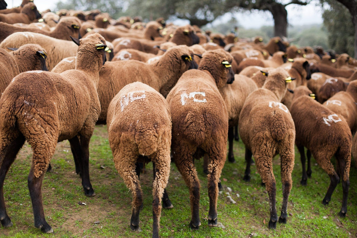 babaà sheep: la trashumancia