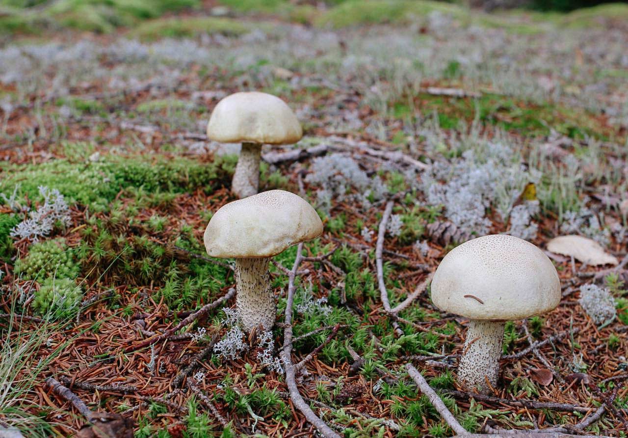 living-in-babaa-by-kirsten-rickert-mushrooms