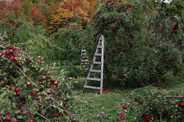 a-year-of-seasonal-notes-september