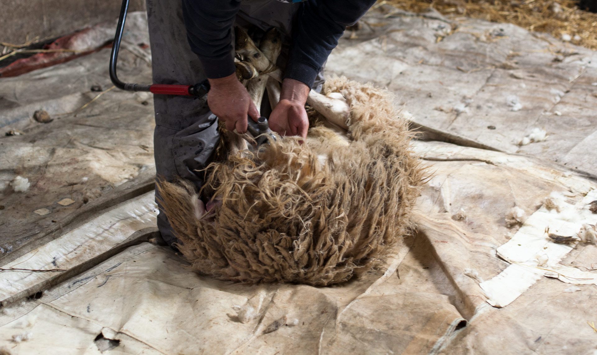 making-babaa-shearing-3