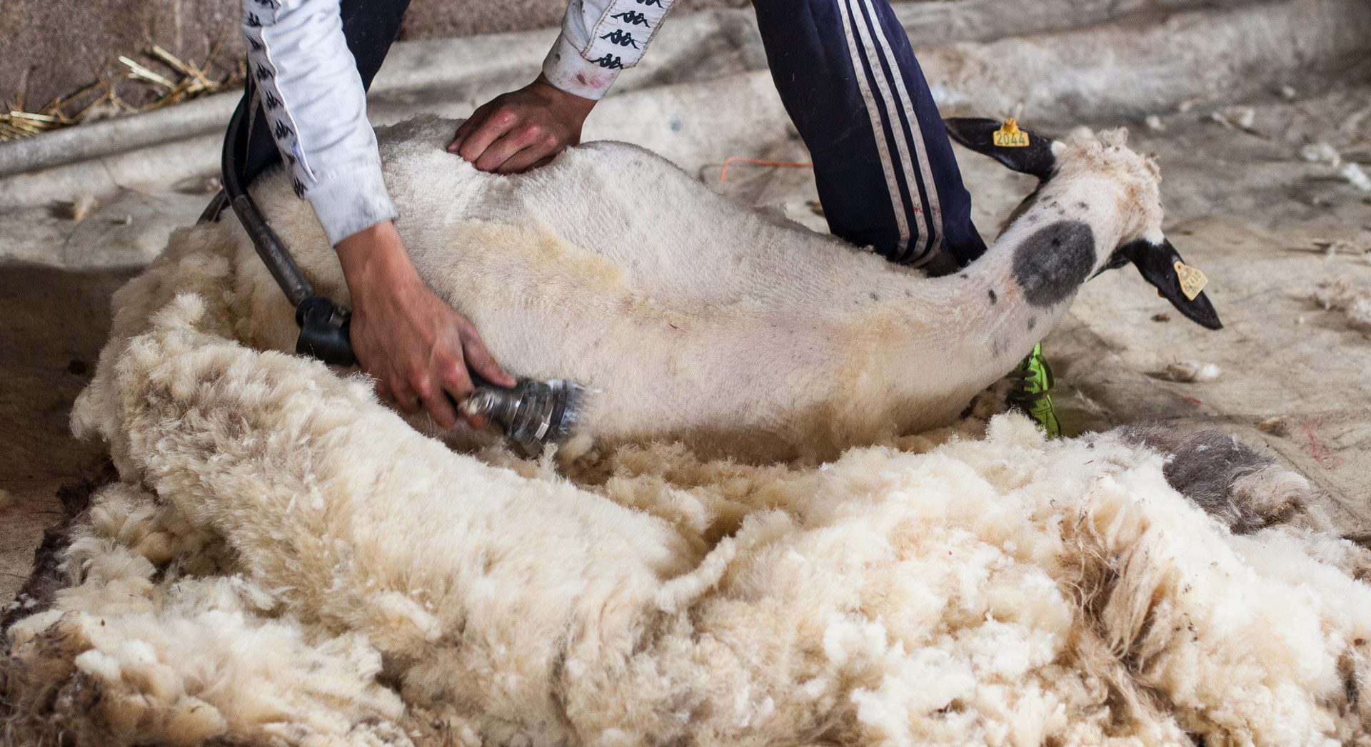 making-babaa-shearing-4