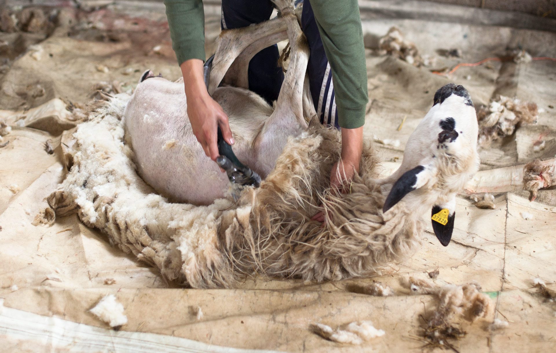 making-babaa-shearing-6