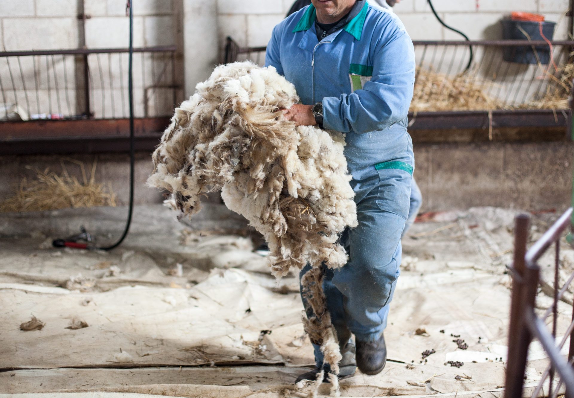 making-babaa-shearing-7