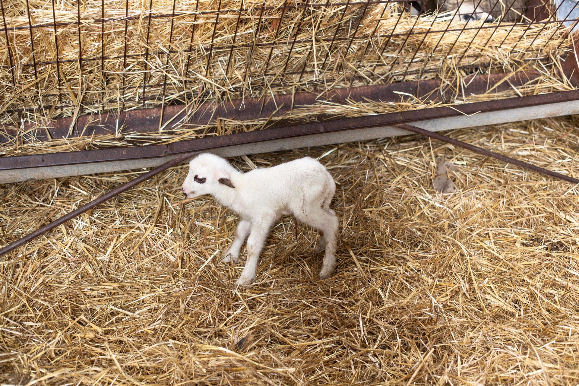 making-babaa-shearing-8